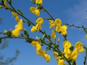 El Puente de Mayo en el Camino de Santiago